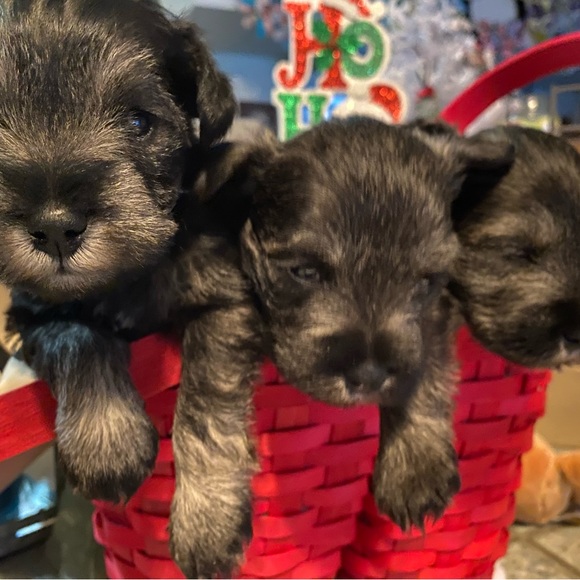 Meet your Posher, Terri - Picture 11 of 12